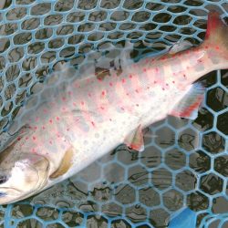 雨のトラポンで爆釣！ ～岡崎トラウトポンド～